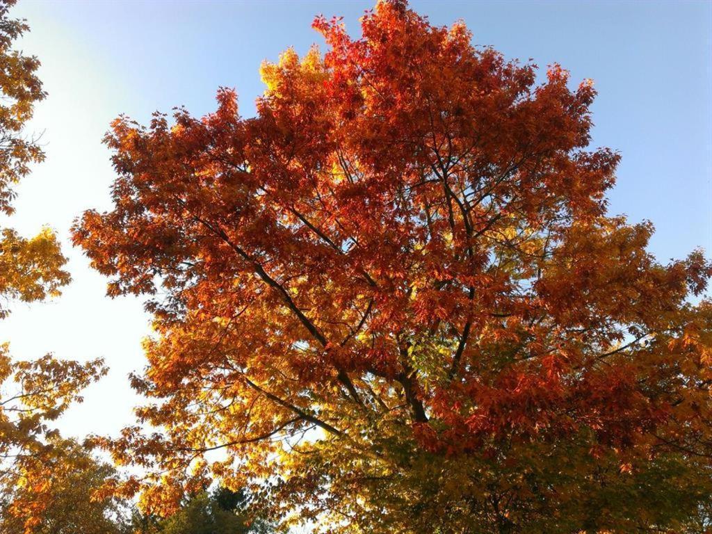 Ferienhaus Ginkgo Biloba Malsbenden Esterno foto